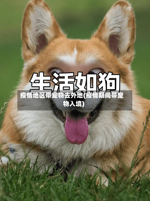 疫情地区带宠物去外地(疫情期间带宠物入境)-第2张图片